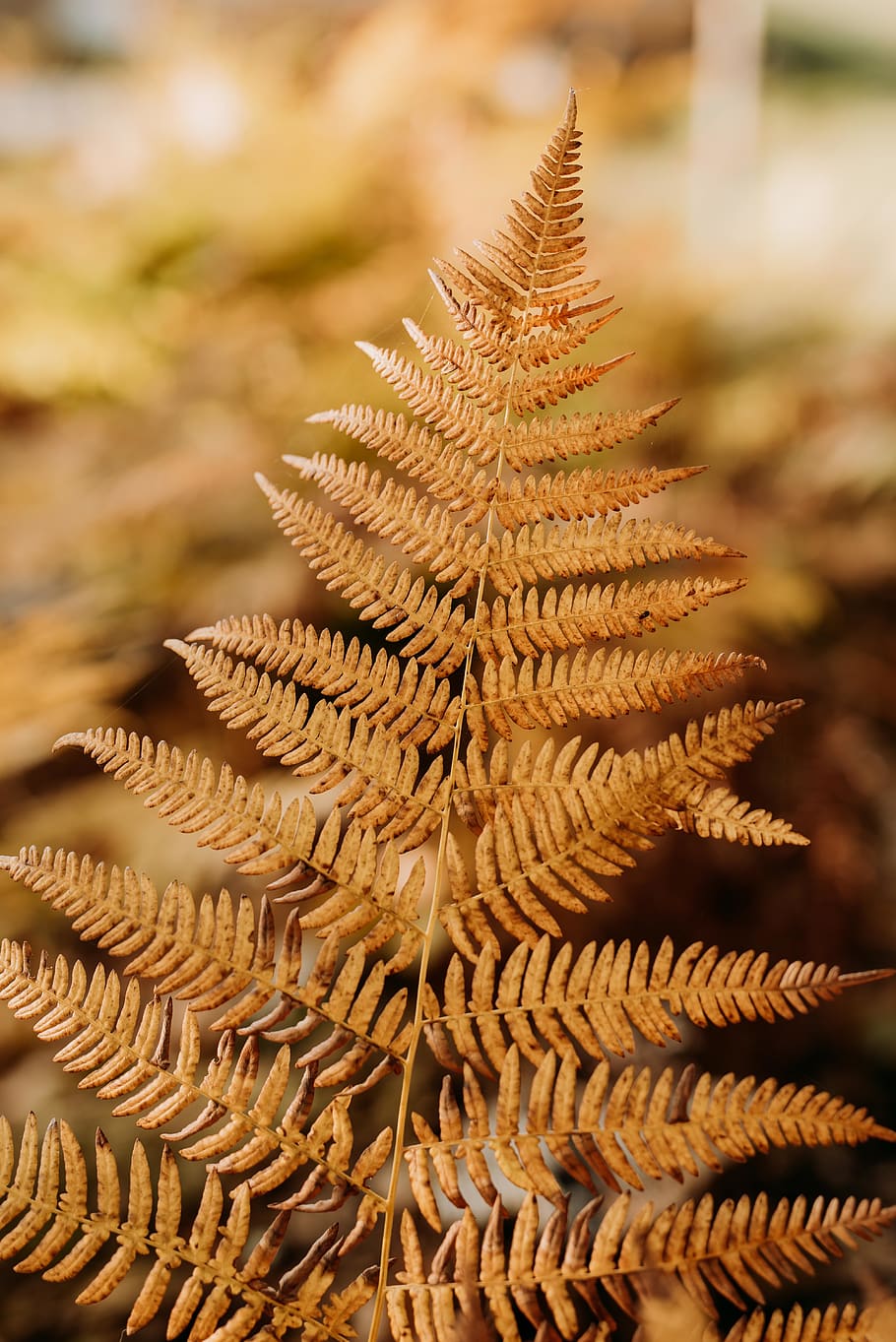 brown fern leaf, plant, blekinge, sweden, nature, forest, autumn HD wallpaper