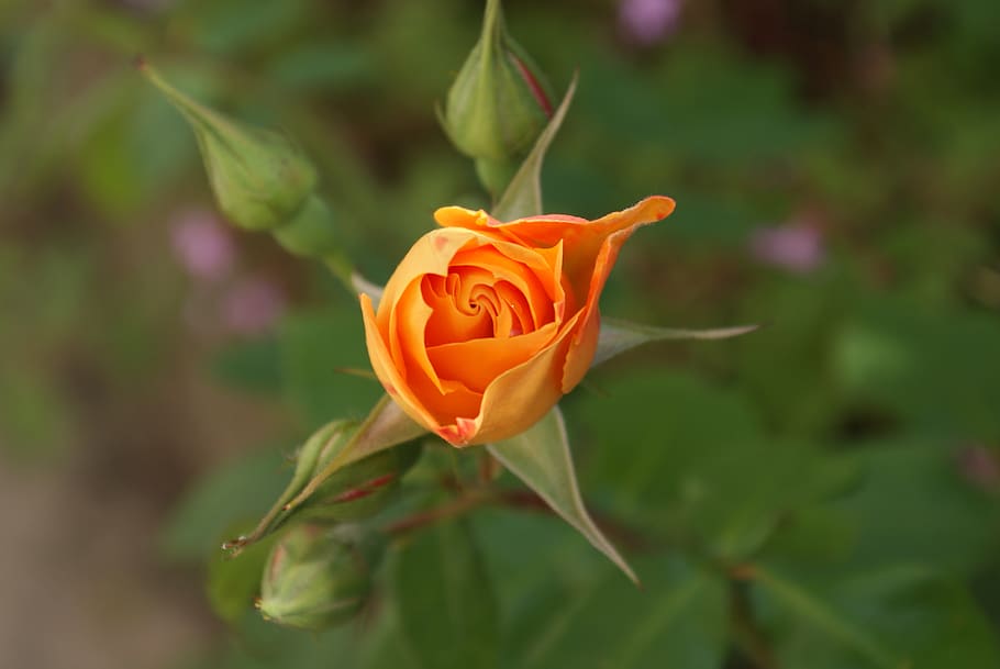 flower, pink, button, plant, orange, green, flowering plant HD wallpaper