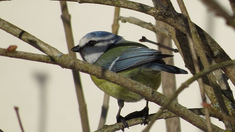 bird, tit, spring, forest, bush, tree, nature, landscape, atmosphere HD wallpaper