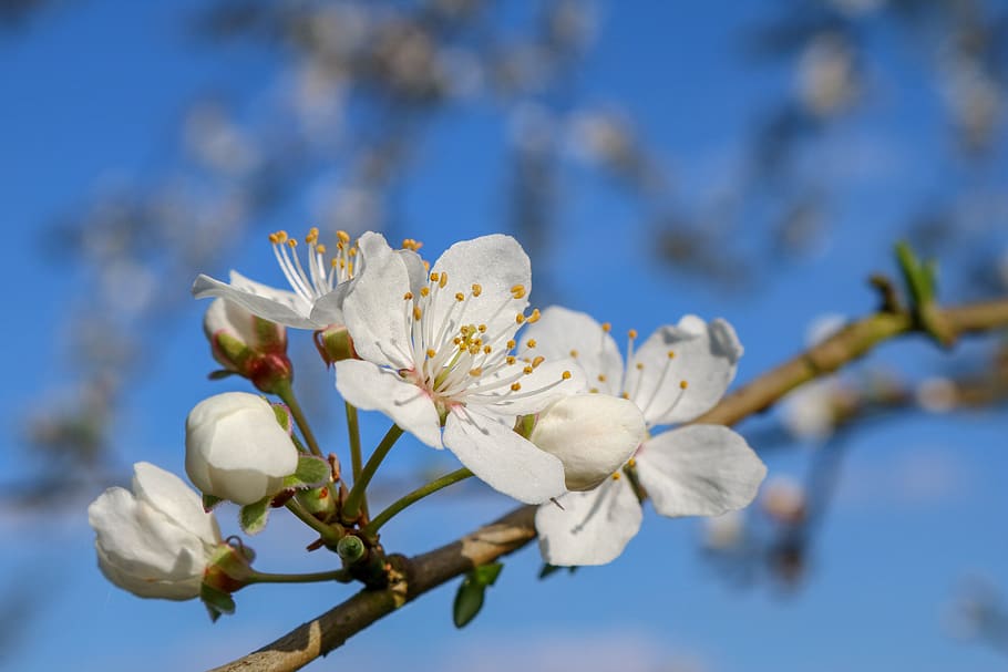 blossom, bloom, mirabelle, spring, nature, white, tree, lenz HD wallpaper