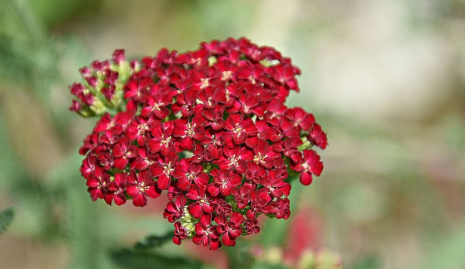 red, flower, blossom, bloom, plant, nature, petals, romantic HD wallpaper