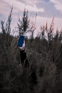 cell phone, mobile phone, electronics, tree, grass, vegetation HD wallpaper
