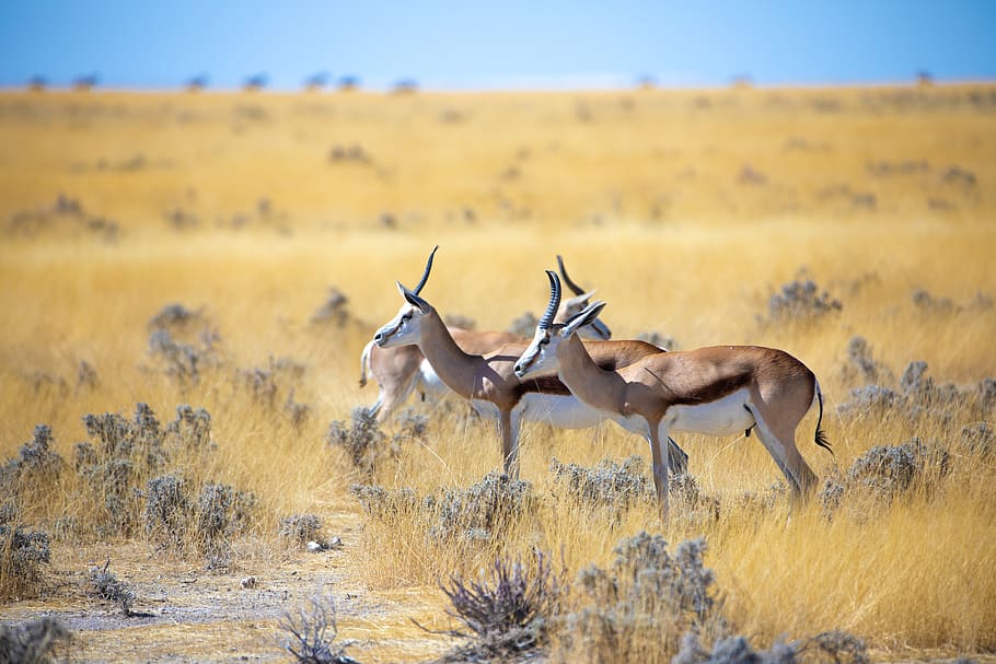 springbok, antelope, africa, animal, namibia, nature, animal world, HD wallpaper