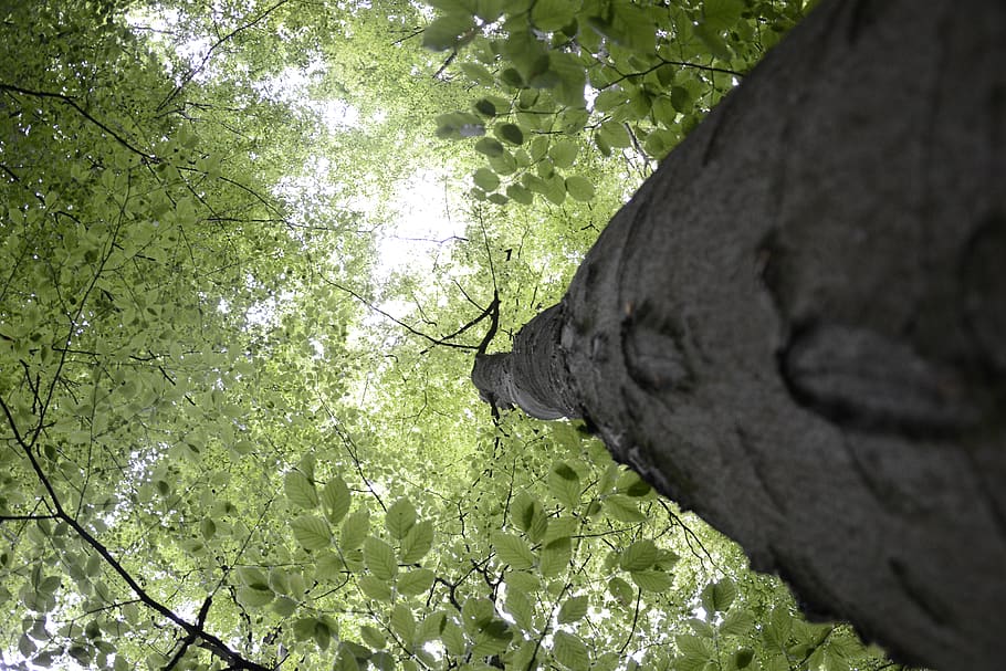 belgium, neigembos, tree, forest, green, light, plant, growth HD wallpaper