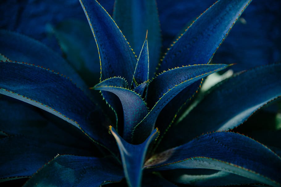 green pineapple plant, growth, close-up, no people, nature, blue HD wallpaper
