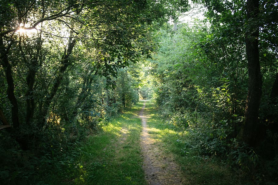 germany, flensburg, forest, way, green, nature, walk, trees HD wallpaper