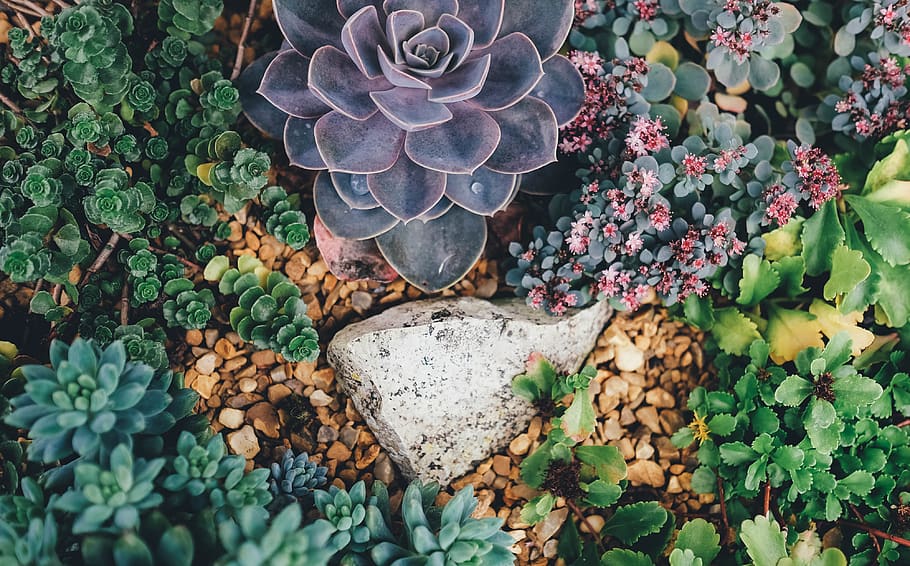 grey stone surrounded with succulent plants, growth, leaf, plant part HD wallpaper