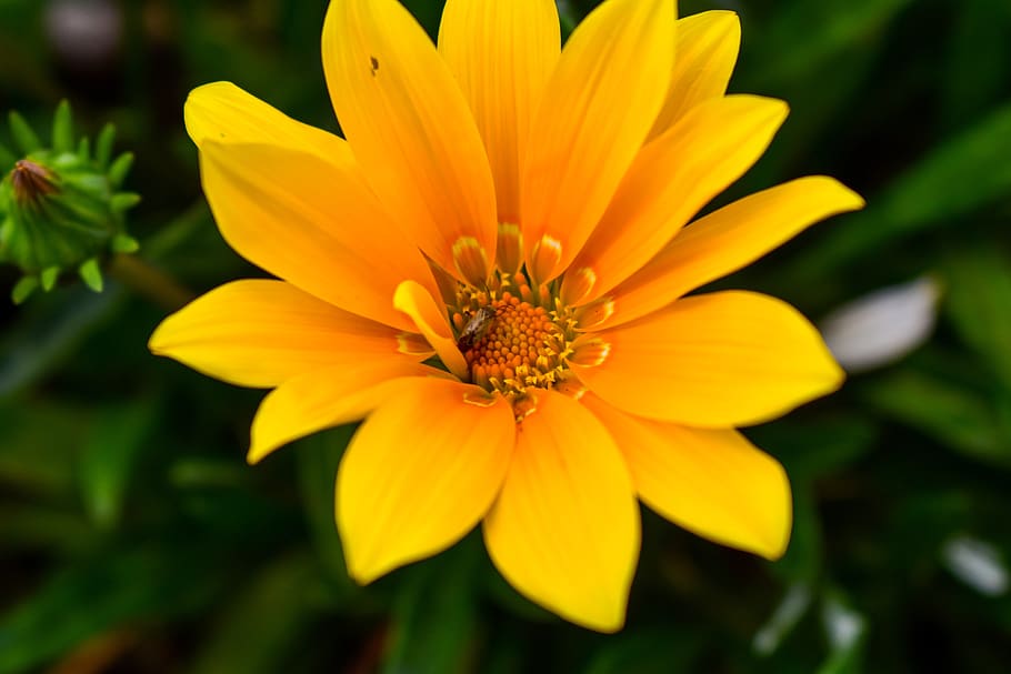 beautiful flower, spring, bello, flowering plant, fragility HD wallpaper