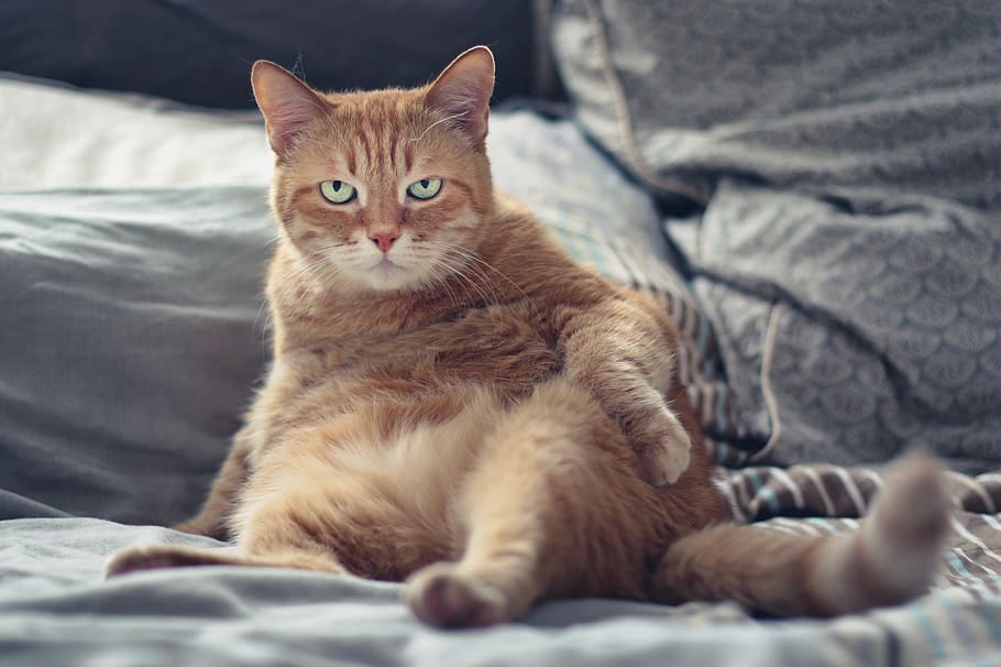 cat, red-headed cat, cute, nice, eyes, pet, mustache, person HD wallpaper