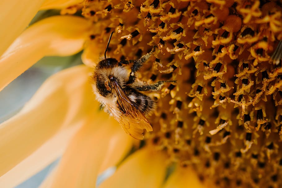 selective focus photography of bee perching on yellow-petaled flower HD wallpaper