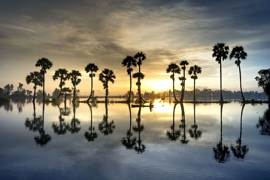 scenery, palm, tree, sunrise, sky, nature, full color, asia HD wallpaper