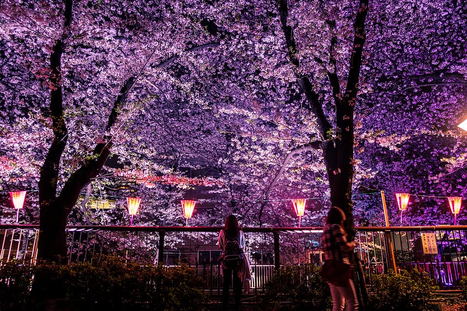 japan, matsuno, meguro river, night, tree, woman, cherry blossom, HD wallpaper
