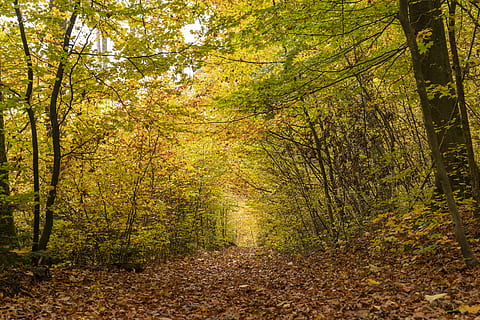 tall green trees view, ground, path, trail, plant, scenery, outdoors HD wallpaper
