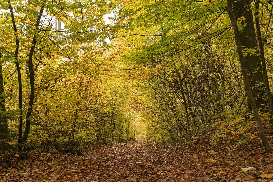 tall green trees view, ground, path, trail, plant, scenery, outdoors HD wallpaper