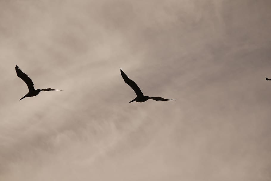 pelicans, flight, sky, clouds, animals in the wild, animal wildlife HD wallpaper