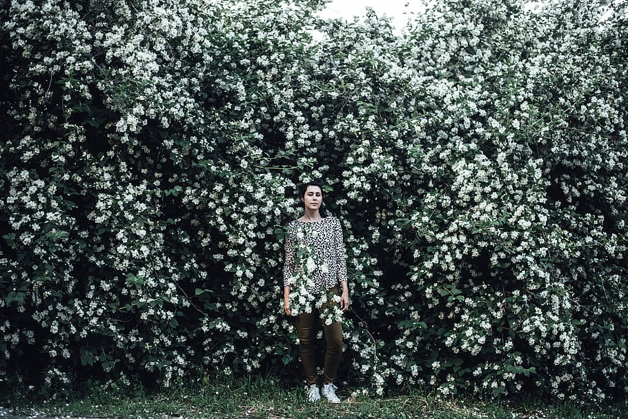 white floral top, bush, pražský hrad, czechia, flower, blossom HD wallpaper
