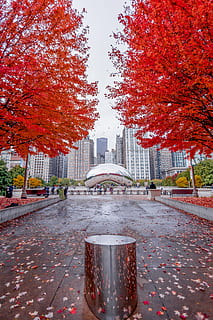 Autumn Season, chicago, cloud gate, maple leaves, park, street HD wallpaper