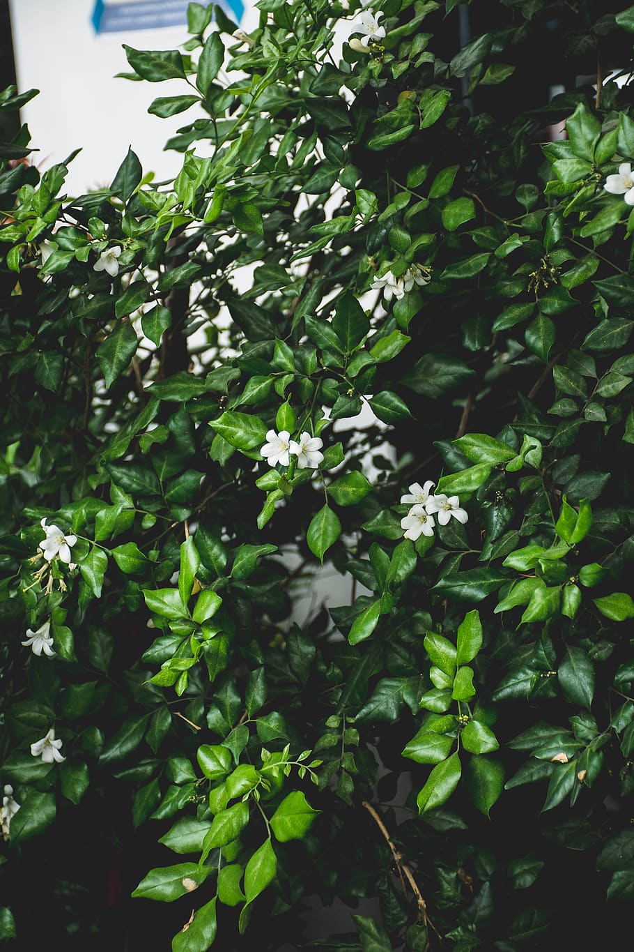 tree, flower, green, iphone, wallpaper, plant, growth, plant part HD wallpaper