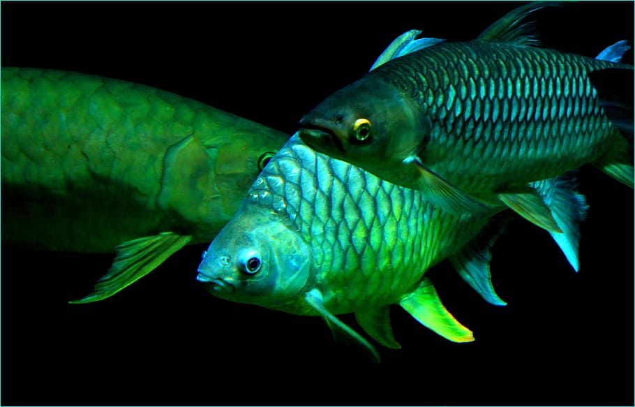 fish, water, river, lake, pond, animal, animal themes, sea HD wallpaper