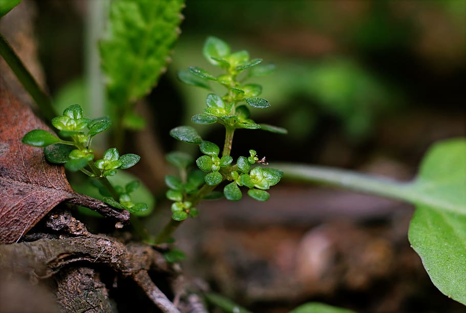 Green Leafed Plants With Brown Branch, blurred background, close-up HD wallpaper