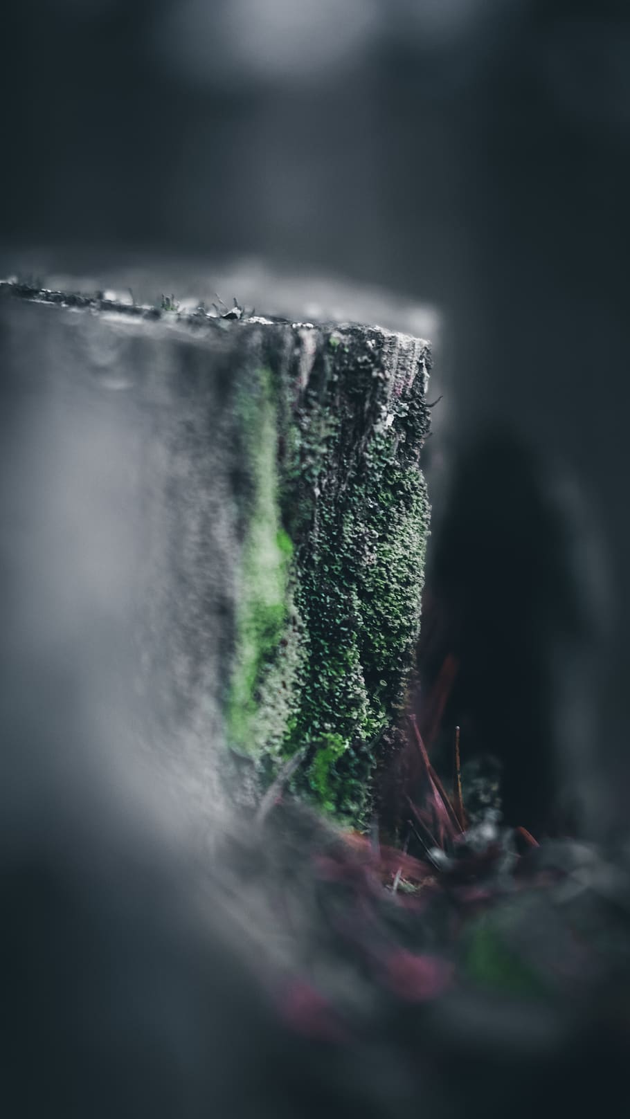 macro, grass, earth, tree, tree stump, nature, selective focus HD wallpaper
