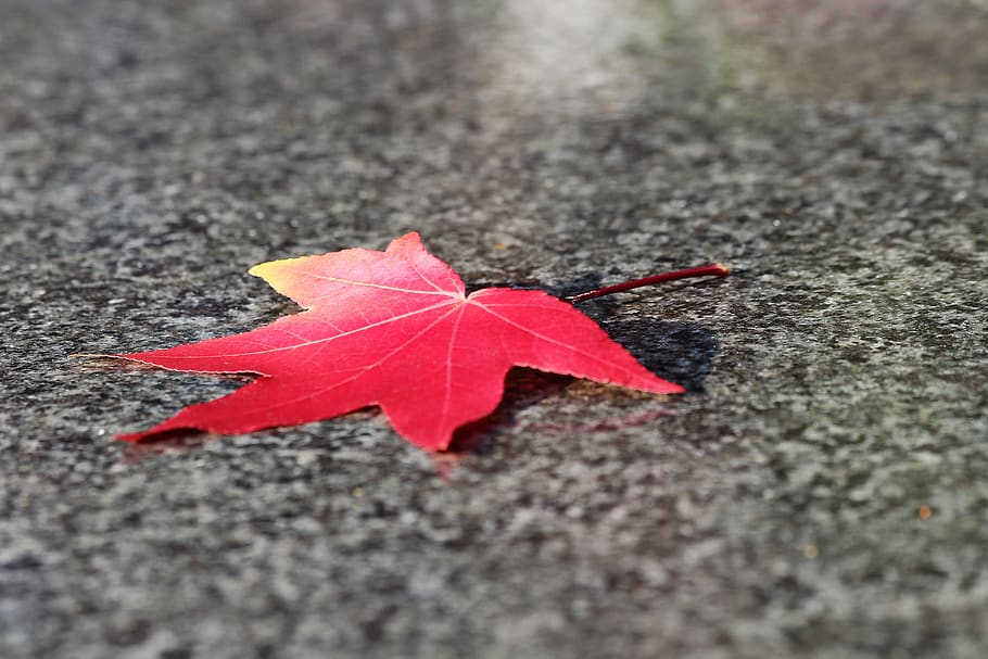 red leaf, maple, acer, black marble, pattern, texture, autumn HD wallpaper