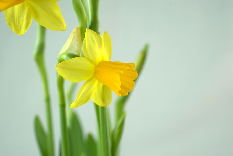 easter, daffodil, flower, blossom, bloom, spring, narcissus HD wallpaper