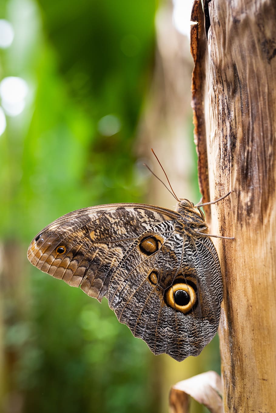 brown butterfly, lizard, animal, reptile, invertebrate, moth HD wallpaper
