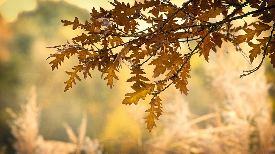 oak leaves, autumn, nature, of course, fall color, branch, background HD wallpaper