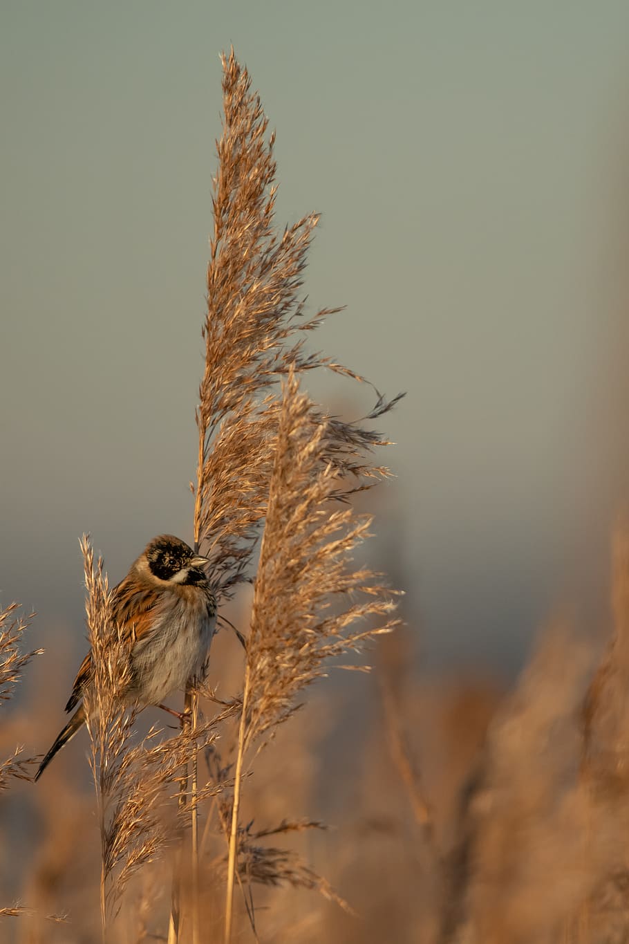brown and gray sparrow, plant, grass, lawn, animal, reed, bird HD wallpaper