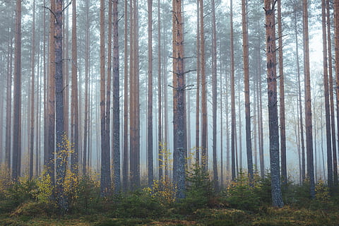 pine tress, plant, vegetation, nature, land, woodland, forest HD wallpaper
