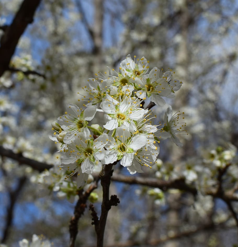 plant, pollen, blossom, flower, oak ridge, us, tn, tree, cherry blossom, HD wallpaper