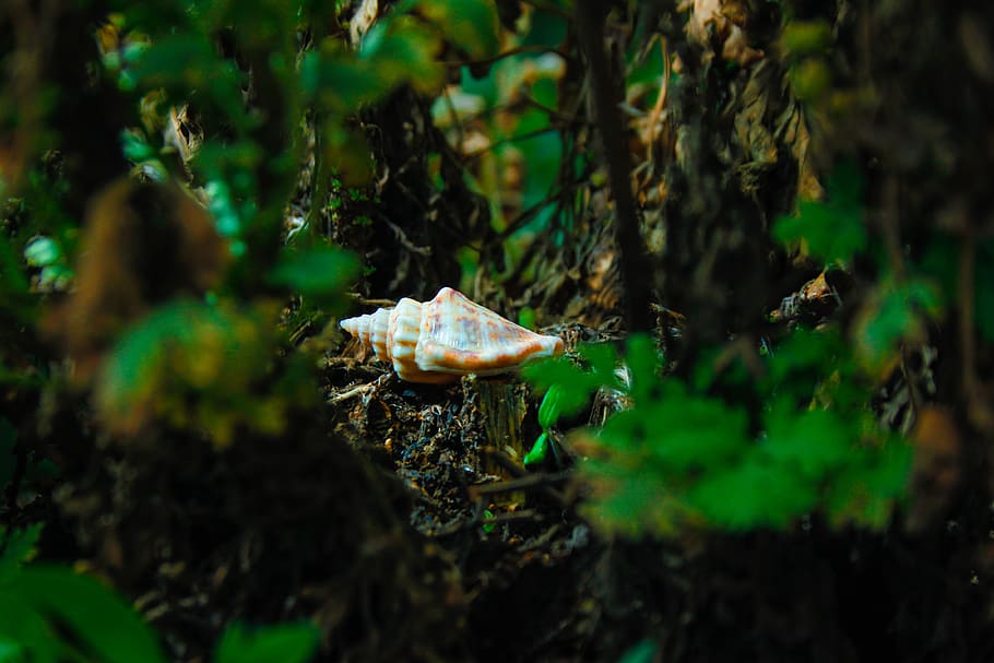 garden, shell, nature, green, summer, animal themes, one animal HD wallpaper