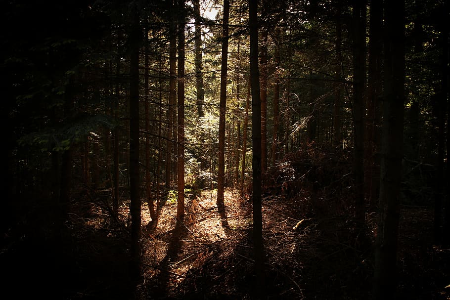 forest with sun light, tree, outdoors, nature, flora, vegetation