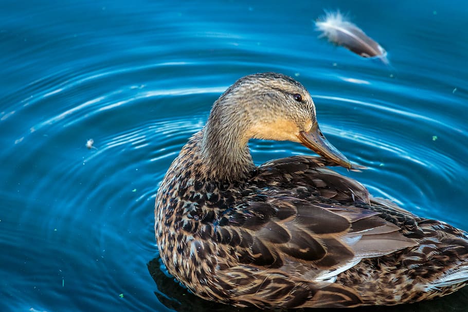 united states, animal wildlife, animals in the wild, animal themes HD wallpaper