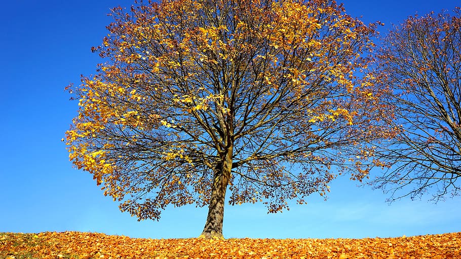 Yellow Leafed Trees, branches, clouds, color, countryside, day HD wallpaper