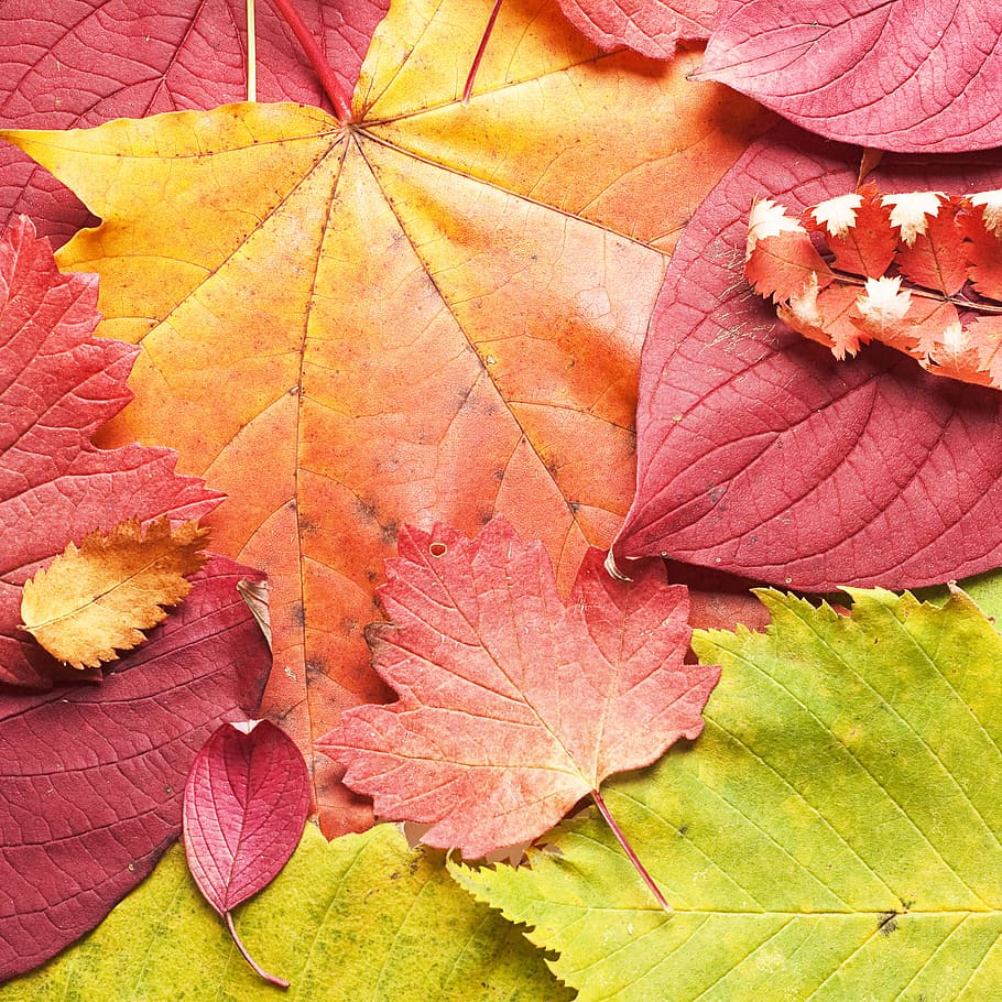 autumn, background, beautiful, bright, color, land, leaf, maple HD wallpaper