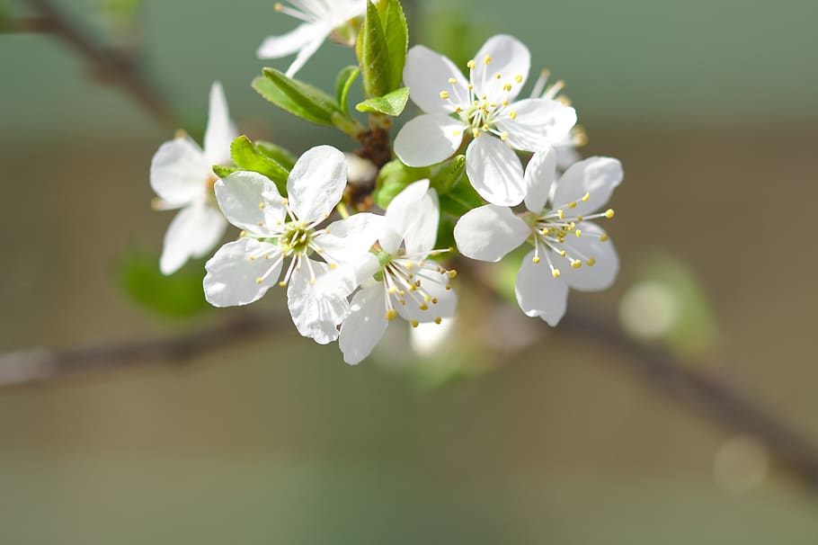 cherry blossom, spring, white, tree, blooming, arbor, flower HD wallpaper