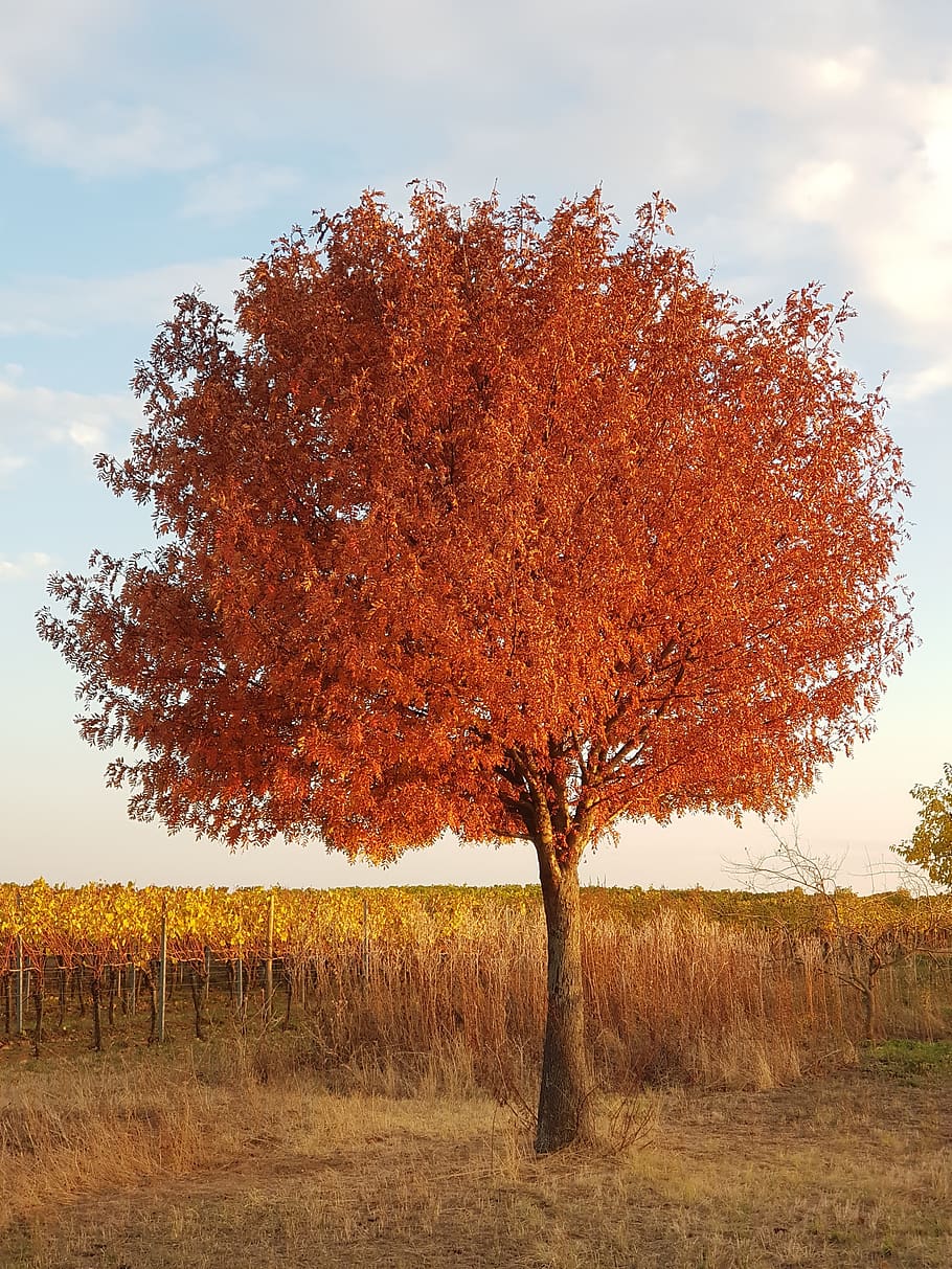 tree, fall foliage, autumn, nature, plant, field, land, tranquility HD wallpaper