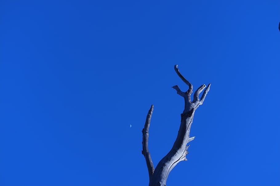 worm's eye view photography of bare tree, sky, blue, wood, moon, HD wallpaper