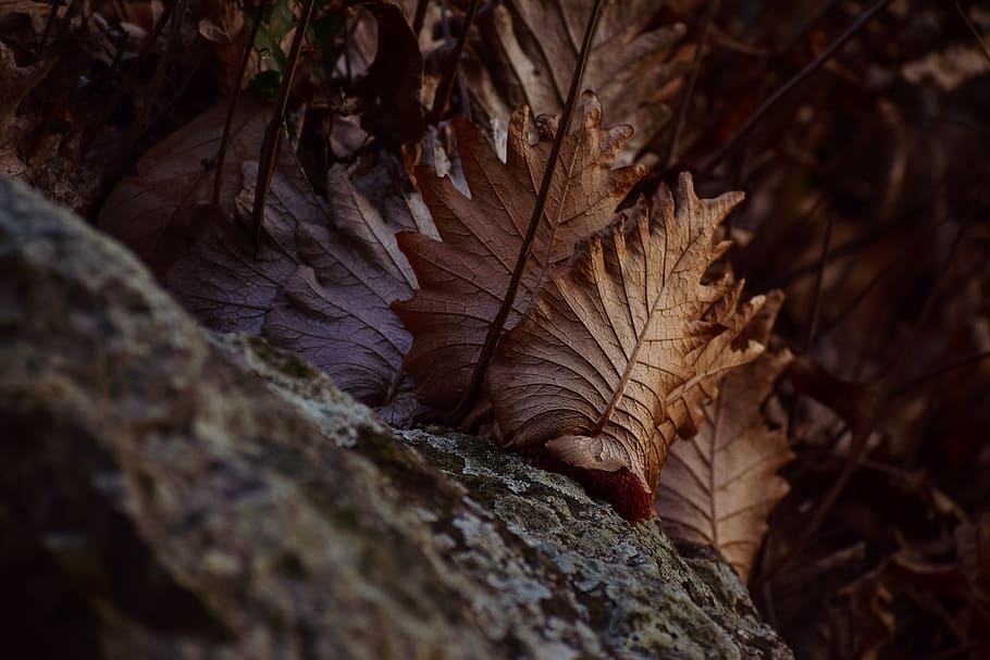 leafs, stone, sunlight, evening, hills side, tree, nature, selective focus HD wallpaper