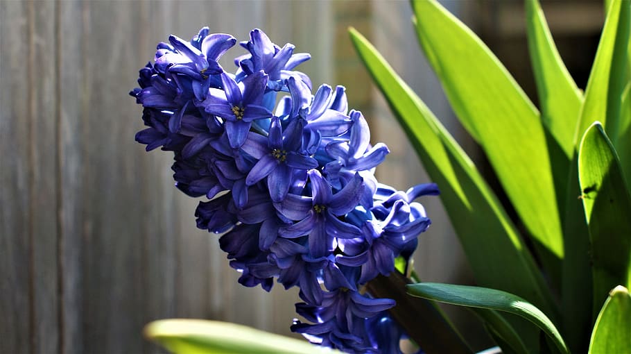 bloom, hyacinth, sun, vegetable, light, season, outdoor, sunny HD wallpaper