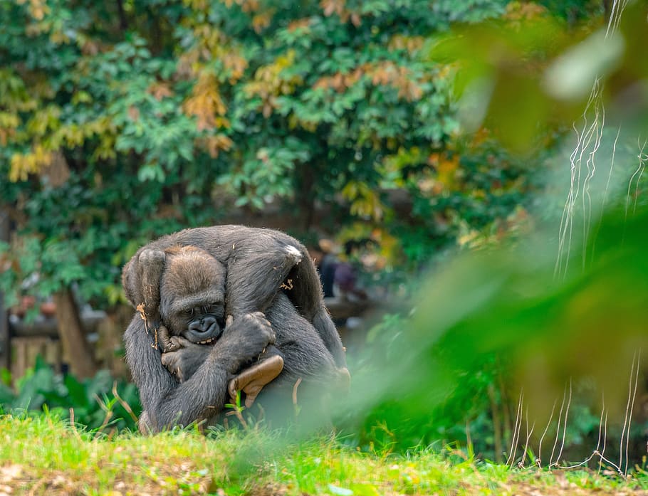 gorilla, monkey, animal, ape, furry, zoo, silverback, primate HD wallpaper