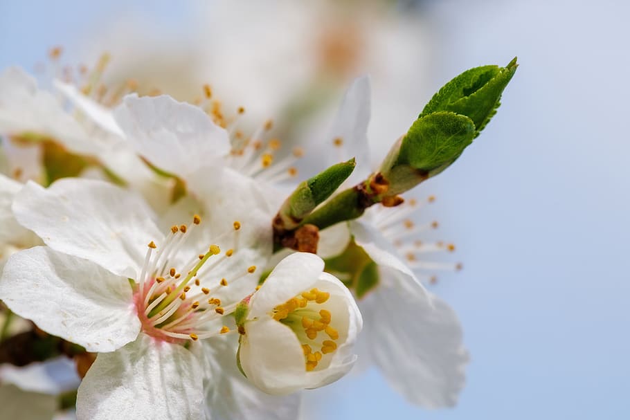 cherry blossom, bloom, spring, ornamental cherry, cherry tree HD wallpaper