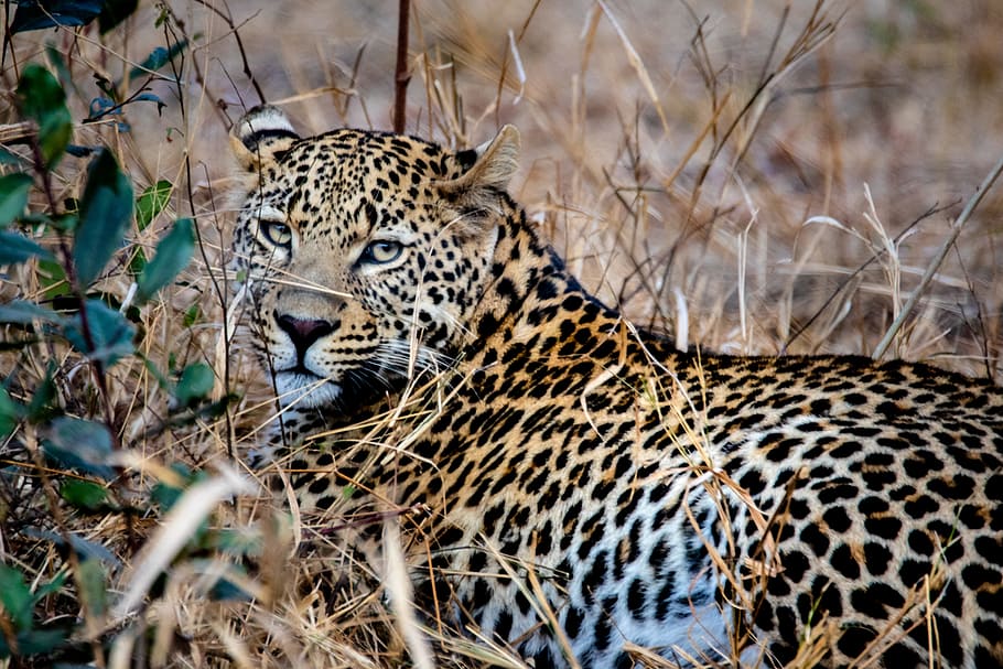 Brown Leopard on Grass, animal, big, big cat, carnivore, cheetah, HD wallpaper