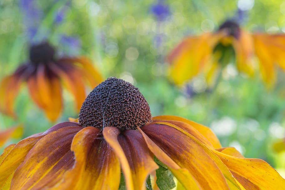 coneflower, blossom, bloom, nature, flora, garden, bright, summer HD wallpaper
