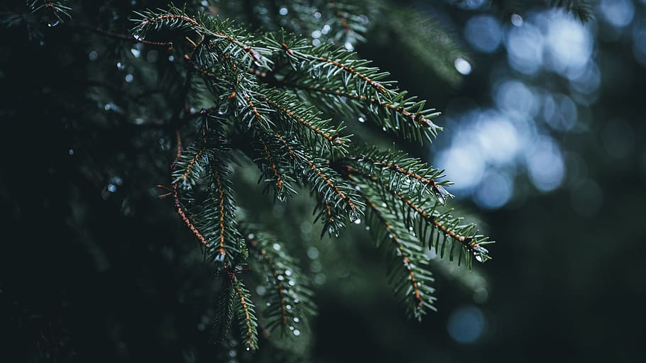 tree, fir, water, rain, moody, autumn, fall, gran, wallpaper HD wallpaper