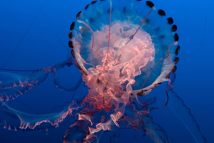 black and pink Jelly fish, animal, jellyfish, sea life, invertebrate
