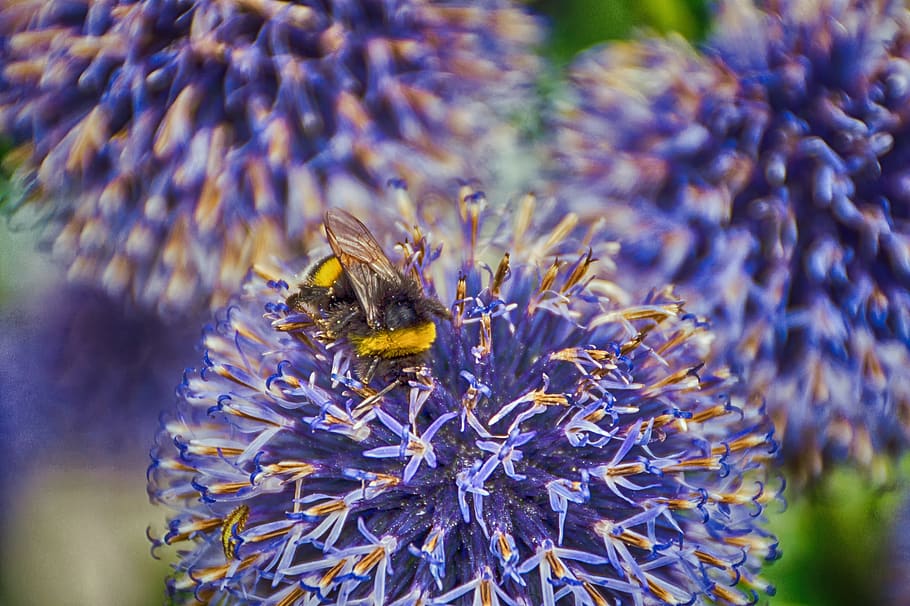 hummel, nature, blossom, bloom, animals in the wild, animal wildlife HD wallpaper