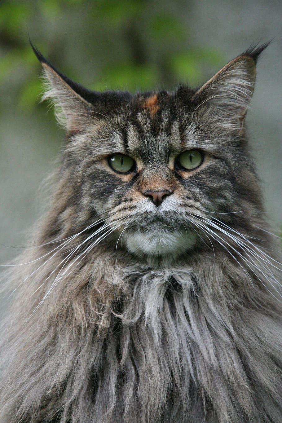 long fur gray cat, animal, mammal, animal themes, one animal HD wallpaper